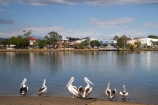 Australasian;Australia;Australian;Australian-Pelican;Australian-Pelicans;bill;bird;Macksville;Mid-North-Coast;Mid-North-Coast-NSW;Mid-North-Nsw;Mid-Northern-NSW;N.S.W.;Nambucca-River;New-South-Wales;NSW;Pelecanus-conspicillatus;Pelican;Pelicans;river;rivers