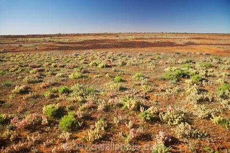 arid;Australasia;Australia;Australian;Australian-Desert;Australian-Deserts;Australian-Outback;back-country;backcountry;backwoods;country;countryside;Desert;deserts;dry;flower;flowers;geographic;geography;N.S.W.;New-South-Wales;NSW;Outback;red-centre;remote;remoteness;rock;rural;sand;wild-flower;wild-flowers;wilderness;wildflower;wildflowers