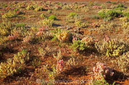 arid;Australasia;Australia;Australian;Australian-Desert;Australian-Deserts;Australian-Outback;back-country;backcountry;backwoods;country;countryside;Desert;deserts;dry;flower;flowers;geographic;geography;N.S.W.;New-South-Wales;NSW;Outback;red-centre;remote;remoteness;rock;rural;sand;wild-flower;wild-flowers;wilderness;wildflower;wildflowers
