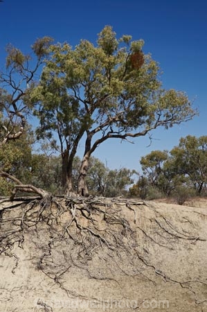 Australasia;Australia;Australian;Australian-Desert;Australian-Deserts;Australian-Outback;Darling-Murray-River-Basin;Darling-Murray-River-System;Darling-River;Darling-River-Basin;Darling-River-System;Darling_Murray-River-Basin;Darling_Murray-River-System;eucalypt;eucalypts;eucalyptus;eucalytis;gum;gum-tree;gum-trees;gums;Kinchega-National-Park;Menindee;N.S.W.;New-South-Wales;NSW;Outback;root-system;root-systems;tree;tree-root;tree-roots;trees