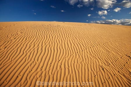 arid;Australasia;Australia;Australian;Australian-Desert;Australian-Deserts;Australian-Outback;back-country;backcountry;backwoods;country;countryside;desert;deserts;dry;dune;dunes;geographic;geography;lizard-print;lizard-prints;lizard-track;lizard-tracks;Mungo-N.P.;Mungo-National-Park;Mungo-NP;N.S.W.;New-South-Wales;NSW;outback;prints;red-centre;remote;remoteness;ripple;ripples;rock;rural;sand;sand-dune;sand-dunes;sand-hill;sand-hills;sand-ripple;sand-ripples;sand_dune;sand_dunes;sand_hill;sand_hills;sanddune;sanddunes;sandhill;sandhills;sandy;tracks;wilderness;wind-ripple;wind-ripples