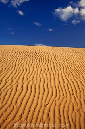 arid;Australasia;Australia;Australian;Australian-Desert;Australian-Deserts;Australian-Outback;back-country;backcountry;backwoods;country;countryside;desert;deserts;dry;dune;dunes;geographic;geography;lizard-print;lizard-prints;lizard-track;lizard-tracks;Mungo-N.P.;Mungo-National-Park;Mungo-NP;N.S.W.;New-South-Wales;NSW;outback;prints;red-centre;remote;remoteness;ripple;ripples;rock;rural;sand;sand-dune;sand-dunes;sand-hill;sand-hills;sand-ripple;sand-ripples;sand_dune;sand_dunes;sand_hill;sand_hills;sanddune;sanddunes;sandhill;sandhills;sandy;tracks;wilderness;wind-ripple;wind-ripples