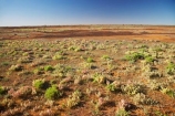 arid;Australasia;Australia;Australian;Australian-Desert;Australian-Deserts;Australian-Outback;back-country;backcountry;backwoods;country;countryside;Desert;deserts;dry;flower;flowers;geographic;geography;N.S.W.;New-South-Wales;NSW;Outback;red-centre;remote;remoteness;rock;rural;sand;wild-flower;wild-flowers;wilderness;wildflower;wildflowers
