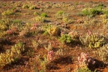 arid;Australasia;Australia;Australian;Australian-Desert;Australian-Deserts;Australian-Outback;back-country;backcountry;backwoods;country;countryside;Desert;deserts;dry;flower;flowers;geographic;geography;N.S.W.;New-South-Wales;NSW;Outback;red-centre;remote;remoteness;rock;rural;sand;wild-flower;wild-flowers;wilderness;wildflower;wildflowers