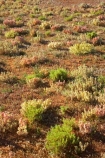 arid;Australasia;Australia;Australian;Australian-Desert;Australian-Deserts;Australian-Outback;back-country;backcountry;backwoods;country;countryside;Desert;deserts;dry;flower;flowers;geographic;geography;N.S.W.;New-South-Wales;NSW;Outback;red-centre;remote;remoteness;rock;rural;sand;wild-flower;wild-flowers;wilderness;wildflower;wildflowers