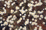 arid;Australasia;Australia;Australian;Australian-Desert;Australian-Deserts;Australian-Outback;back-country;backcountry;backwoods;country;countryside;Desert;deserts;dry;flower;flowers;geographic;geography;N.S.W.;New-South-Wales;NSW;outback;red-centre;remote;remoteness;rock;rural;sand;wild-flower;wild-flowers;wilderness;wildflower;wildflowers