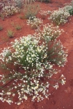 arid;Australasia;Australia;Australian;Australian-Desert;Australian-Deserts;Australian-Outback;back-country;backcountry;backwoods;country;countryside;Desert;deserts;dry;flower;flowers;geographic;geography;N.S.W.;New-South-Wales;NSW;outback;red-centre;remote;remoteness;rock;rural;sand;wild-flower;wild-flowers;wilderness;wildflower;wildflowers