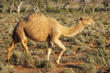 animal;animals;arid;Australasia;Australasian;Australia;Australian;Australian-Desert;Australian-Deserts;Australian-Outback;back-country;backcountry;backwoods;Broken-Hill;camel;camels;country;countryside;desert;desert-animal;desert-animals;deserts;dromedaries;dromedary;dry;geographic;geography;mammal;mammals;N.S.W.;New-South-Wales;NSW;outback;red-centre;remote;remoteness;rural;sand;Silverton;wilderness