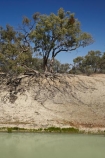Australasia;Australia;Australian;Australian-Desert;Australian-Deserts;Australian-Outback;Darling-Murray-River-Basin;Darling-Murray-River-System;Darling-River;Darling-River-Basin;Darling-River-System;Darling_Murray-River-Basin;Darling_Murray-River-System;eucalypt;eucalypts;eucalyptus;eucalytis;gum;gum-tree;gum-trees;gums;Kinchega-National-Park;Menindee;N.S.W.;New-South-Wales;NSW;Outback;root-system;root-systems;tree;tree-root;tree-roots;trees