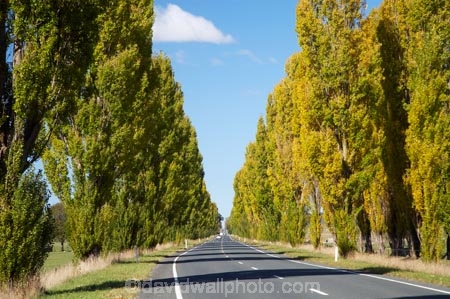 Australasia;Australia;autuminal;autumn;autumn-colour;autumn-colours;autumnal;avenue;avenues;Braidwood;color;colors;colour;colours;deciduous;driving;fall;highway;highways;Kings-Highway;leaf;leaves;N.S.W.;New-South-Wales;NSW;open-road;open-roads;poplar;poplar-tree;poplar-trees;poplars;road;road-trip;roads;season;seasonal;seasons;South-New-South-Wales;Southern-New-South-Wales;Southern-Tablelands;straight;transport;transportation;travel;traveling;travelling;tree;trees;trip