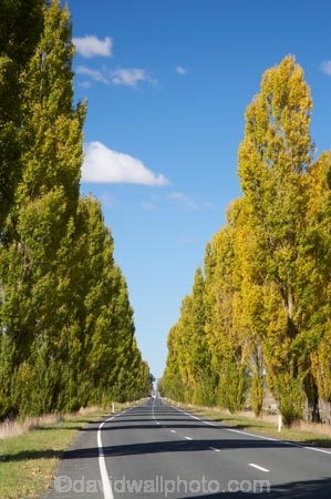 Australasia;Australia;autuminal;autumn;autumn-colour;autumn-colours;autumnal;avenue;avenues;Braidwood;color;colors;colour;colours;deciduous;driving;fall;highway;highways;Kings-Highway;leaf;leaves;N.S.W.;New-South-Wales;NSW;open-road;open-roads;poplar;poplar-tree;poplar-trees;poplars;road;road-trip;roads;season;seasonal;seasons;South-New-South-Wales;Southern-New-South-Wales;Southern-Tablelands;straight;transport;transportation;travel;traveling;travelling;tree;trees;trip