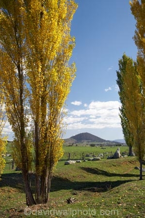 agricultural;agriculture;Australasia;Australia;autuminal;autumn;autumn-colour;autumn-colours;autumnal;Braidwood;color;colors;colour;colours;country;countryside;deciduous;fall;farm;farming;farmland;farms;field;fields;horticulture;Kings-Highway;leaf;leaves;meadow;meadows;N.S.W.;New-South-Wales;NSW;paddock;paddocks;pasture;pastures;poplar;poplar-tree;poplar-trees;poplars;rural;season;seasonal;seasons;South-New-South-Wales;Southern-New-South-Wales;Southern-Tablelands;tree;trees