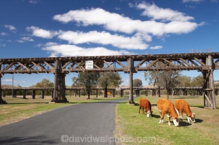 1903;agricultural;agriculture;animal;animals;australasia;Australasian;Australia;australian;bridge;bridges;cattle;country;countryside;cow;cows;farm;farming;farmland;farms;field;fields;grass;grassy;Gundagai;Herbivore;Herbivores;Herbivorous;heritage;historic;historic-bridge;historic-bridges;historical;historical-bridge;historical-bridges;history;Livestock;mammal;mammals;meadow;meadows;Murrumbidgee-River-flood-plain;N.S.W.;New-South-Wales;NSW;old;old-bridge;old-bridges;paddock;paddocks;pasture;pastures;Prince-Alfred-Bridge-Viaduct;rail-bridge;rail-bridges;railway-bridge;railway-bridges;railway-viaduct;railway-viaducts;road;roads;rural;South-New-South-Wales;South-West-Slopes;Southern-New-South-Wales;stock;timber-bridge;timber-bridges;timber-truss;timber-trusses;timber-viaduct;tradition;traditional;train-bridge;train-bridges;wooden-bridge;wooden-bridges