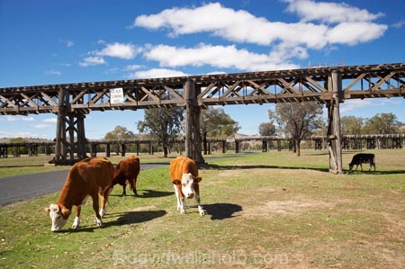 1903;agricultural;agriculture;animal;animals;australasia;Australasian;Australia;australian;bridge;bridges;cattle;country;countryside;cow;cows;farm;farming;farmland;farms;field;fields;grass;grassy;Gundagai;Herbivore;Herbivores;Herbivorous;heritage;historic;historic-bridge;historic-bridges;historical;historical-bridge;historical-bridges;history;Livestock;mammal;mammals;meadow;meadows;Murrumbidgee-River-flood-plain;N.S.W.;New-South-Wales;NSW;old;old-bridge;old-bridges;paddock;paddocks;pasture;pastures;Prince-Alfred-Bridge-Viaduct;rail-bridge;rail-bridges;railway-bridge;railway-bridges;railway-viaduct;railway-viaducts;rural;South-New-South-Wales;South-West-Slopes;Southern-New-South-Wales;stock;timber-bridge;timber-bridges;timber-truss;timber-trusses;timber-viaduct;tradition;traditional;train-bridge;train-bridges;wooden-bridge;wooden-bridges
