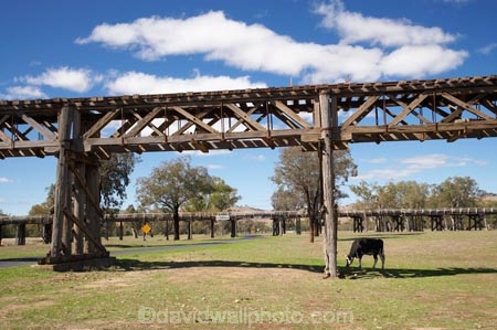 1903;agricultural;agriculture;animal;animals;australasia;Australasian;Australia;australian;bridge;bridges;cattle;country;countryside;cow;cows;farm;farming;farmland;farms;field;fields;grass;grassy;Gundagai;Herbivore;Herbivores;Herbivorous;heritage;historic;historic-bridge;historic-bridges;historical;historical-bridge;historical-bridges;history;Livestock;mammal;mammals;meadow;meadows;Murrumbidgee-River-flood-plain;N.S.W.;New-South-Wales;NSW;old;old-bridge;old-bridges;paddock;paddocks;pasture;pastures;Prince-Alfred-Bridge-Viaduct;rail-bridge;rail-bridges;railway-bridge;railway-bridges;railway-viaduct;railway-viaducts;rural;South-New-South-Wales;South-West-Slopes;Southern-New-South-Wales;stock;timber-bridge;timber-bridges;timber-truss;timber-trusses;timber-viaduct;tradition;traditional;train-bridge;train-bridges;wooden-bridge;wooden-bridges