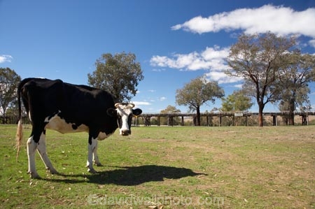 agricultural;agriculture;animal;animals;australasia;Australasian;Australia;australian;cattle;country;countryside;cow;cows;farm;farming;farmland;farms;field;fields;grass;grassy;Gundagai;Herbivore;Herbivores;Herbivorous;Livestock;mammal;mammals;meadow;meadows;Murrumbidgee-River-flood-plain;N.S.W.;New-South-Wales;NSW;paddock;paddocks;pasture;pastures;rural;South-New-South-Wales;South-West-Slopes;Southern-New-South-Wales;stock