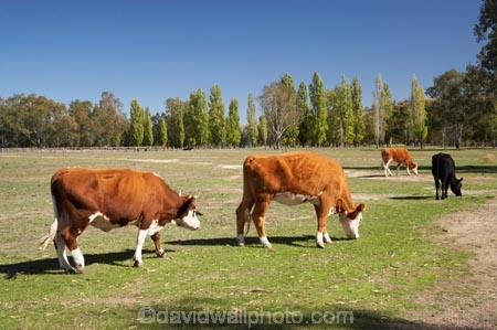 agricultural;agriculture;animal;animals;australasia;Australasian;Australia;australian;cattle;country;countryside;cow;cows;farm;farming;farmland;farms;field;fields;grass;grassy;Gundagai;Herbivore;Herbivores;Herbivorous;Livestock;mammal;mammals;meadow;meadows;Murrumbidgee-River-flood-plain;N.S.W.;New-South-Wales;NSW;paddock;paddocks;pasture;pastures;rural;South-New-South-Wales;South-West-Slopes;Southern-New-South-Wales;stock
