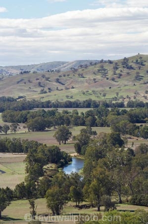 agricultural;agriculture;australasia;Australasian;Australia;australian;country;countryside;crop;crops;farm;farming;farmland;farms;field;fields;Gundagai;horticulture;meadow;meadows;Murrumbidgee-River;Murrumbidgee-River-flood-plain;N.S.W.;New-South-Wales;NSW;paddock;paddocks;pasture;pastures;rural;South-New-South-Wales;South-West-Slopes;Southern-New-South-Wales;trees;valley;valleys
