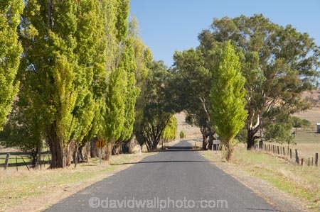 australasia;Australasian;Australia;australian;autuminal;autumn;autumn-colour;autumn-colours;autumnal;Brungle;color;colors;colour;colours;deciduous;driving;fall;Gundagai-_-Tumut-Rd;Gundagai-_-Tumut-Road;Gundagai-Brungle-Rd;Gundagai-Brungle-Road;leaf;leaves;N.S.W.;New-South-Wales;NSW;open-road;open-roads;poplar;poplar-tree;poplar-trees;poplars;road;road-trip;roads;season;seasonal;seasons;South-New-South-Wales;South-West-Slopes;Southern-New-South-Wales;straight;Tarrabandra;transport;transportation;travel;traveling;travelling;tree;trees;trip
