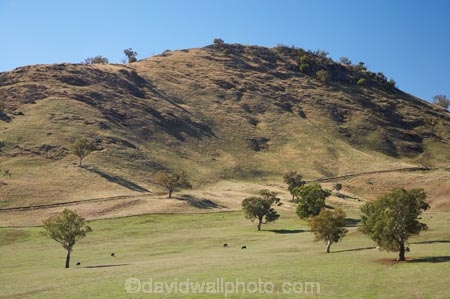 agricultural;agriculture;australasia;Australasian;Australia;australian;Brungle;country;countryside;cow;cows;crop;crops;farm;farming;farmland;farms;field;fields;Gundagai-_-Tumut-Rd;Gundagai-_-Tumut-Road;horticulture;meadow;meadows;N.S.W.;New-South-Wales;NSW;paddock;paddocks;pasture;pastures;rural;South-New-South-Wales;Southern-New-South-Wales