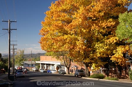 australasia;Australasian;Australia;australian;autuminal;autumn;autumn-colour;autumn-colours;autumnal;Batlow;color;colors;colour;colours;deciduous;fall;leaf;leaves;N.S.W.;New-South-Wales;NSW;oak;oak-tree;oak-trees;oaks;season;seasonal;seasons;Snowy-Mountains;Snowy-Mountains-Drive;South-New-South-Wales;South-West-Slopes;Southern-New-South-Wales;tree;trees;Tumbarumba-Rd;Tumbarumba-Road;yellow