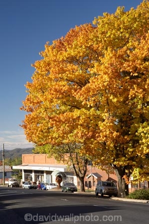australasia;Australasian;Australia;australian;autuminal;autumn;autumn-colour;autumn-colours;autumnal;Batlow;color;colors;colour;colours;deciduous;fall;leaf;leaves;N.S.W.;New-South-Wales;NSW;oak;oak-tree;oak-trees;oaks;season;seasonal;seasons;Snowy-Mountains;Snowy-Mountains-Drive;South-New-South-Wales;South-West-Slopes;Southern-New-South-Wales;tree;trees;Tumbarumba-Rd;Tumbarumba-Road;yellow