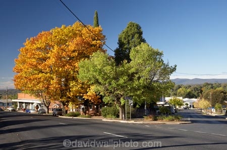 australasia;Australasian;Australia;australian;autuminal;autumn;autumn-colour;autumn-colours;autumnal;Batlow;color;colors;colour;colours;deciduous;fall;leaf;leaves;N.S.W.;New-South-Wales;NSW;oak;oak-tree;oak-trees;oaks;season;seasonal;seasons;Snowy-Mountains;Snowy-Mountains-Drive;South-New-South-Wales;South-West-Slopes;Southern-New-South-Wales;tree;trees;Tumbarumba-Rd;Tumbarumba-Road;yellow