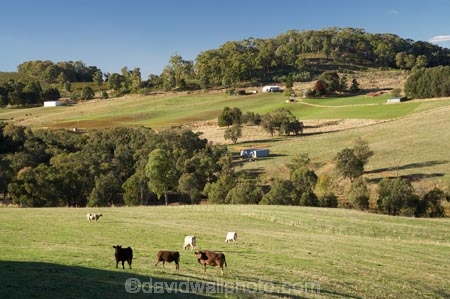 agricultural;agriculture;animal;animals;australasia;Australasian;Australia;australian;Batlow;cattle;country;countryside;cow;cows;farm;farming;farmland;farms;field;fields;horticulture;mammal;mammals;meadow;meadows;N.S.W.;New-South-Wales;NSW;paddock;paddocks;pasture;pastures;rural;Snowy-Mountains;Snowy-Mountains-Drive;South-New-South-Wales;South-West-Slopes;Southern-New-South-Wales;stock