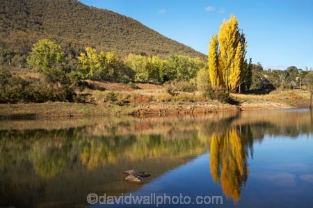 australasia;Australasian;Australia;australian;autuminal;autumn;autumn-colour;autumn-colours;autumnal;calm;color;colors;colour;colours;dam;dams;deciduous;fall;Jounama-Dam;Jounama-Pondage;Jounama-Reservoir;lake;lakes;leaf;leaves;N.S.W.;New-South-Wales;NSW;placid;poplar;poplar-tree;poplar-trees;poplars;quiet;reflection;reflections;reservoir;reservoirs;season;seasonal;seasons;serene;smooth;Snowy-Mountains;Snowy-Mountains-Drive;Snowy-Mountains-Highway;Snowy-Mountains-Hydro_Electric-Scheme;Snowy-Mountains-Scheme;South-New-South-Wales;Southern-New-South-Wales;still;Talbingo;tranquil;tree;trees;water