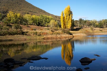 australasia;Australasian;Australia;australian;autuminal;autumn;autumn-colour;autumn-colours;autumnal;calm;color;colors;colour;colours;dam;dams;deciduous;fall;Jounama-Dam;Jounama-Pondage;Jounama-Reservoir;lake;lakes;leaf;leaves;N.S.W.;New-South-Wales;NSW;placid;poplar;poplar-tree;poplar-trees;poplars;quiet;reflection;reflections;reservoir;reservoirs;season;seasonal;seasons;serene;smooth;Snowy-Mountains;Snowy-Mountains-Drive;Snowy-Mountains-Highway;Snowy-Mountains-Hydro_Electric-Scheme;Snowy-Mountains-Scheme;South-New-South-Wales;Southern-New-South-Wales;still;Talbingo;tranquil;tree;trees;water