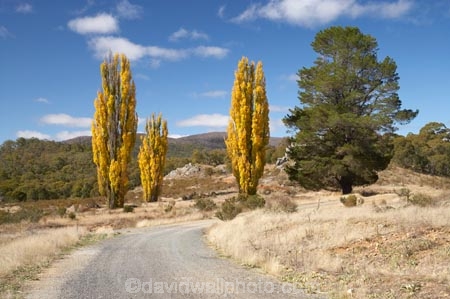 australasia;Australasian;Australia;australian;autuminal;autumn;autumn-colour;autumn-colours;autumnal;color;colors;colour;colours;countryside;deciduous;fall;gravel-road;gravel-roads;Kosciuszko-N.P.;Kosciuszko-National-Park;Kosciuszko-NP;leaf;leaves;metal-road;metal-roads;metalled-road;metalled-roads;N.S.W.;New-South-Wales;NSW;poplar;poplar-tree;poplar-trees;poplars;road;roads;rural;season;seasonal;seasons;Snowy-Mountains;Snowy-Mountains-Drive;Snowy-Mountains-Highway;South-New-South-Wales;Southern-New-South-Wales;tree;trees;Yarrangobilly-Village