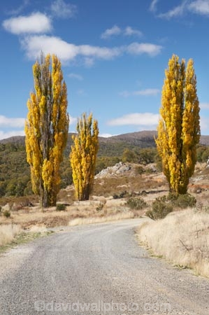 australasia;Australasian;Australia;australian;autuminal;autumn;autumn-colour;autumn-colours;autumnal;color;colors;colour;colours;countryside;deciduous;fall;gravel-road;gravel-roads;Kosciuszko-N.P.;Kosciuszko-National-Park;Kosciuszko-NP;leaf;leaves;metal-road;metal-roads;metalled-road;metalled-roads;N.S.W.;New-South-Wales;NSW;poplar;poplar-tree;poplar-trees;poplars;road;roads;rural;season;seasonal;seasons;Snowy-Mountains;Snowy-Mountains-Drive;Snowy-Mountains-Highway;South-New-South-Wales;Southern-New-South-Wales;tree;trees;Yarrangobilly-Village