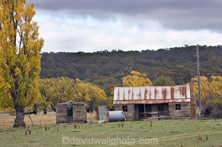 abandon;abandoned;agricultural;agriculture;Alpine-Way;australasia;Australasian;Australia;australian;autuminal;autumn;autumn-colour;autumn-colours;Autumn-Trees;autumnal;building;buildings;castaway;character;color;colors;colour;colours;Cooma;country;countryside;deciduous;derelict;Derelict-Building;dereliction;deserted;desolate;desolation;destruction;fall;farm;farming;farmland;farms;field;fields;heritage;historic;historic-building;historic-buildings;historical;historical-building;historical-buildings;history;horticulture;leaf;leaves;meadow;meadows;N.S.W.;neglect;neglected;New-South-Wales;NSW;old;old-fashioned;old_fashioned;paddock;paddocks;pasture;pastures;poplar;poplar-tree;poplar-trees;poplars;ruin;ruins;run-down;rural;rustic;season;seasonal;seasons;Snowy-Mountains;Snowy-Mountains-Drive;Snowy-Mountains-Highway;South-New-South-Wales;Southern-New-South-Wales;tradition;traditional;tree;trees;vintage