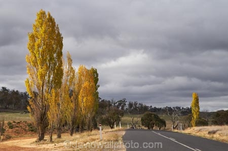 approaching-storm;approaching-storms;australasia;Australasian;Australia;australian;autuminal;autumn;autumn-colour;autumn-colours;autumnal;Berridale;black-cloud;black-clouds;cloud;clouds;cloudy;color;colors;colour;colours;dark-cloud;dark-clouds;deciduous;driving;fall;gray-cloud;gray-clouds;grey-cloud;grey-clouds;highway;highways;leaf;leaves;N.S.W.;New-South-Wales;NSW;open-road;open-roads;poplar;poplar-tree;poplar-trees;poplars;rain-cloud;rain-clouds;rain-storm;rain-storms;road;road-trip;roads;season;seasonal;seasons;Snowy-Mountains;Snowy-Mountains-Drive;South-New-South-Wales;Southern-New-South-Wales;storm;storm-cloud;storm-clouds;storms;thunder-storm;thunder-storms;thunderstorm;thunderstorms;transport;transportation;travel;traveling;travelling;tree;trees;trip;weather