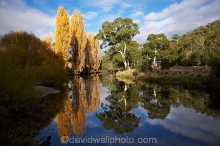 australasia;Australasian;Australia;australian;autuminal;autumn;autumn-colour;autumn-colours;autumnal;brook;brooks;calm;color;colors;colour;colours;creek;creeks;deciduous;fall;flow;Jindabyne;Kosciuszko-N.P.;Kosciuszko-National-Park;Kosciuszko-NP;leaf;leaves;N.S.W.;New-South-Wales;NSW;placid;poplar;poplar-tree;poplar-trees;poplars;quiet;reflection;reflections;river;rivers;season;seasonal;seasons;serene;smooth;Snowy-Mountains;Snowy-Mountains-Drive;South-New-South-Wales;Southern-New-South-Wales;still;stream;streams;Thredbo-River;tranquil;tree;trees;water;wet