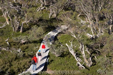 alpine;Australia;boy;boys;Charlotte-Pass;child;children;eucalypt;eucalypts;eucalyptus;eucalytis;families;family;girl;girls;gum;gum-tree;gum-trees;gums;Kangaroo-Ridge;Kosciuszko-N.P.;Kosciuszko-National-Park;Kosciuszko-NP;mountains;N.S.W.;New-South-Wales;NSW;people;person;snow-gum;snow-gums;Snow-Gums-Board-Walk;Snowy-Mountains;South-New-South-Wales;Southern-New-South-Wales;tourism;tourist;tourists;tree;trees;walker;walkers