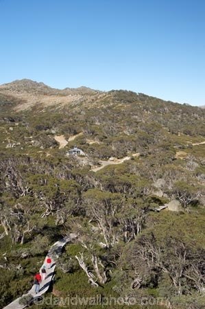 alpine;Australia;boy;boys;Charlotte-Pass;child;children;eucalypt;eucalypts;eucalyptus;eucalytis;families;family;girl;girls;gum;gum-tree;gum-trees;gums;Kangaroo-Ridge;Kosciuszko-N.P.;Kosciuszko-National-Park;Kosciuszko-NP;mountains;N.S.W.;New-South-Wales;NSW;people;person;snow-gum;snow-gums;Snow-Gums-Board-Walk;Snowy-Mountains;South-New-South-Wales;Southern-New-South-Wales;tourism;tourist;tourists;tree;trees;walker;walkers