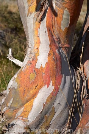alpine;Australia;bark;eucalypt;eucalypts;eucalyptus;eucalytis;gum;gum-tree;gum-trees;gums;Kosciuszko-N.P.;Kosciuszko-National-Park;Kosciuszko-NP;mountains;N.S.W.;New-South-Wales;NSW;snow-gum;snow-gums;Snowy-Mountains;South-New-South-Wales;Southern-New-South-Wales;tree;trees;trunk;trunks