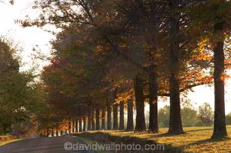 Alpine-Way;Australia;autuminal;autumn;autumn-colour;autumn-colours;autumnal;avenue;avenues;color;colors;colour;colours;deciduous;fall;Khancoban;leaf;leaves;N.S.W.;New-South-Wales;NSW;oak;oak-tree;oak-trees;oaks;road;roads;season;seasonal;seasons;Snowy-Mountains;Snowy-Mountains-Drive;South-New-South-Wales;Southern-New-South-Wales;tree;trees