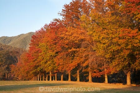 Alpine-Way;Australia;autuminal;autumn;autumn-colour;autumn-colours;autumnal;color;colors;colour;colours;deciduous;fall;Khancoban;leaf;leaves;N.S.W.;New-South-Wales;NSW;oak;oak-tree;oak-trees;oaks;red;season;seasonal;seasons;Snowy-Mountains;Snowy-Mountains-Drive;South-New-South-Wales;Southern-New-South-Wales;tree;trees