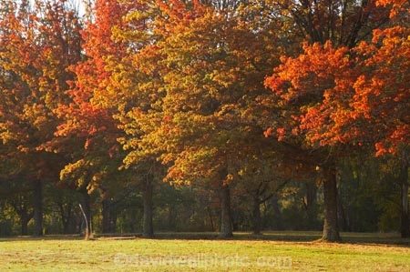 Alpine-Way;Australia;autuminal;autumn;autumn-colour;autumn-colours;autumnal;color;colors;colour;colours;deciduous;fall;Khancoban;leaf;leaves;N.S.W.;New-South-Wales;NSW;oak;oak-tree;oak-trees;oaks;red;season;seasonal;seasons;Snowy-Mountains;Snowy-Mountains-Drive;South-New-South-Wales;Southern-New-South-Wales;tree;trees