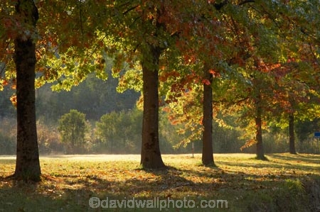 Alpine-Way;Australia;autuminal;autumn;autumn-colour;autumn-colours;autumnal;color;colors;colour;colours;deciduous;fall;Khancoban;leaf;leaves;N.S.W.;New-South-Wales;NSW;oak;oak-tree;oak-trees;oaks;season;seasonal;seasons;Snowy-Mountains;Snowy-Mountains-Drive;South-New-South-Wales;Southern-New-South-Wales;tree;trees