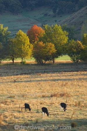 agricultural;agriculture;Alpine-Way;animal;Australia;autuminal;autumn;autumn-colour;autumn-colours;autumnal;color;colors;colour;colours;country;countryside;cow;cows;deciduous;fall;farm;farming;farmland;farms;field;fields;horticulture;Khancoban;leaf;leaves;meadow;meadows;N.S.W.;New-South-Wales;NSW;paddock;paddocks;pasture;pastures;rural;season;seasonal;seasons;Snowy-Mountains;Snowy-Mountains-Drive;South-New-South-Wales;Southern-New-South-Wales;stock;tree;trees