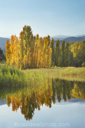 Alpine-Way;Australia;autuminal;autumn;autumn-colour;autumn-colours;autumnal;calm;color;colors;colour;colours;dam;dams;deciduous;fall;Khancoban;Khancoban-Dam;Khancoban-Pondage;Khancoban-Reservoir;lake;lakes;leaf;leaves;N.S.W.;New-South-Wales;NSW;placid;pondage;poplar;poplar-tree;poplar-trees;poplars;quiet;reflection;reflections;reservoir;reservoirs;season;seasonal;seasons;serene;smooth;Snowy-Mountains;Snowy-Mountains-Drive;Snowy-Mountains-Hydro_Electric-Scheme;Snowy-Mountains-Scheme;South-New-South-Wales;Southern-New-South-Wales;still;tranquil;tree;trees;water