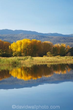 Alpine-Way;Australia;autuminal;autumn;autumn-colour;autumn-colours;autumnal;calm;color;colors;colour;colours;dam;dams;deciduous;fall;Khancoban;Khancoban-Dam;Khancoban-Pondage;Khancoban-Reservoir;lake;lakes;leaf;leaves;N.S.W.;New-South-Wales;NSW;placid;pondage;quiet;reflection;reflections;reservoir;reservoirs;season;seasonal;seasons;serene;smooth;Snowy-Mountains;Snowy-Mountains-Drive;Snowy-Mountains-Hydro_Electric-Scheme;Snowy-Mountains-Scheme;South-New-South-Wales;Southern-New-South-Wales;still;tranquil;tree;trees;water