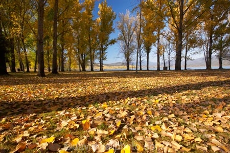Alpine-Way;Australia;autuminal;autumn;autumn-colour;autumn-colours;autumn-leaves;autumnal;color;colors;colour;colours;deciduous;fall;fallen-leaves;leaf;leaves;N.S.W.;New-South-Wales;NSW;picnic-area;picnic-areas;season;seasonal;seasons;Snowy-Mountains;Snowy-Mountains-Drive;South-New-South-Wales;Southern-New-South-Wales;tree;trees;yellow