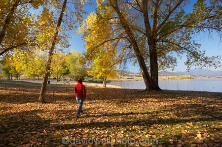Alpine-Way;Australia;autuminal;autumn;autumn-colour;autumn-colours;autumn-leaves;autumnal;color;colors;colour;colours;deciduous;fall;fallen-leaves;female;leaf;leaves;N.S.W.;New-South-Wales;NSW;people;person;picnic-area;picnic-areas;season;seasonal;seasons;Snowy-Mountains;Snowy-Mountains-Drive;South-New-South-Wales;Southern-New-South-Wales;tree;trees;woman;women;yellow