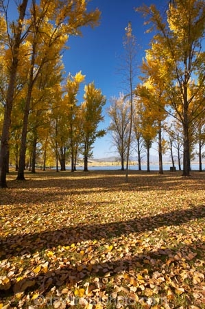 Alpine-Way;Australia;autuminal;autumn;autumn-colour;autumn-colours;autumn-leaves;autumnal;color;colors;colour;colours;deciduous;fall;fallen-leaves;leaf;leaves;N.S.W.;New-South-Wales;NSW;picnic-area;picnic-areas;season;seasonal;seasons;Snowy-Mountains;Snowy-Mountains-Drive;South-New-South-Wales;Southern-New-South-Wales;tree;trees;yellow