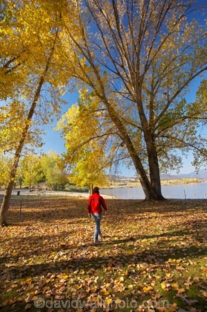 Alpine-Way;Australia;autuminal;autumn;autumn-colour;autumn-colours;autumn-leaves;autumnal;color;colors;colour;colours;deciduous;fall;fallen-leaves;female;leaf;leaves;N.S.W.;New-South-Wales;NSW;people;person;picnic-area;picnic-areas;season;seasonal;seasons;Snowy-Mountains;Snowy-Mountains-Drive;South-New-South-Wales;Southern-New-South-Wales;tree;trees;woman;women;yellow