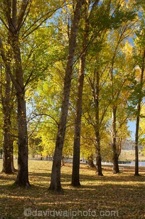Alpine-Way;Australia;autuminal;autumn;autumn-colour;autumn-colours;autumn-leaves;autumnal;color;colors;colour;colours;deciduous;fall;fallen-leaves;leaf;leaves;N.S.W.;New-South-Wales;NSW;picnic-area;picnic-areas;season;seasonal;seasons;Snowy-Mountains;Snowy-Mountains-Drive;South-New-South-Wales;Southern-New-South-Wales;tree;trees;yellow